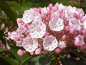 Archivo:Kalmia latifolia2