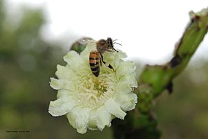 Archivo:Leptocereus grantianus, flower (5840025309)