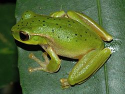 Litoria barringtonensis.JPG