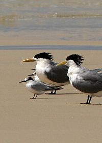 Archivo:Little Tern with Crested Terns