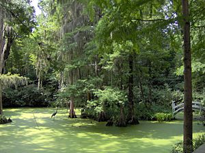 Archivo:Magnolia-plantation-pond-sc1