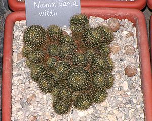 Archivo:Mammillaria wildii20140104 060cropped