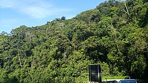 Archivo:Mata Atlântica Ao redor da R. Oswaldo Cruz 2