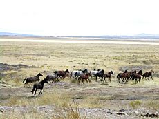 Archivo:Mustang Utah 2005 2
