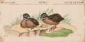 Odontophorus strophium - 1820-1863 - Print - Iconographia Zoologica - Special Collections University of Amsterdam - UBA01 IZ17100201 (cropped)