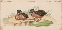 Odontophorus strophium - 1820-1863 - Print - Iconographia Zoologica - Special Collections University of Amsterdam - UBA01 IZ17100201 (cropped).tif