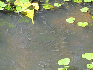 Archivo:Ojojona Peces
