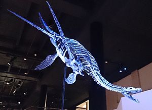 Archivo:Paleo Hall at HMNS plesiosaur