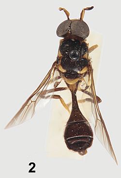 Parastratiosphecomyia stratiosphecomyioides Brunetti (lectotype) - ZooKeys-238-001-g002-2.jpg
