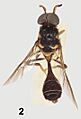 Parastratiosphecomyia stratiosphecomyioides Brunetti (lectotype) - ZooKeys-238-001-g002-2