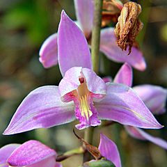Archivo:Pine Pink Orchid (5669986139)