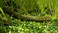 Polypterus ornatipinnis