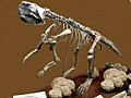 Psittacosaurus2