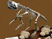 Archivo:Psittacosaurus2