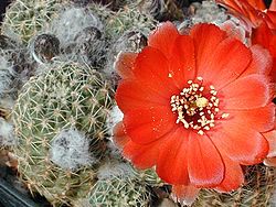 Rebutia aureiflora1b.MW.jpg