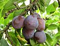 RipeDamsons