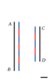 Segmentos conmensurables