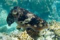Sepia latimanus Broadclub Cuttlefish - 47389566982