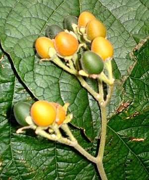 Archivo:Solanum abutiloides - Ripe fruits