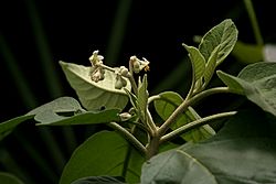 Solanum erianthum Don W IMG 1616.jpg