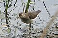 Solitary Sandpiper, Petrie Island