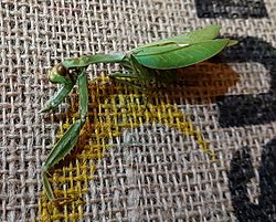 Stagmatoptera binotata.jpg