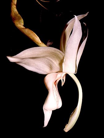 Stanhopea grandiflora Orchi 001