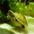 Sternotherus minor peltifer Jungtier ca. 2 Monate alt