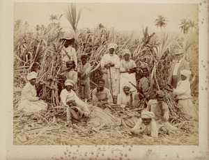 Archivo:Sugar-cane cutters in Jamaica, Caribbean RMG E9087f