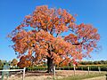 Sugar Maple-Acer saccharum-Comfort Maple Conservation Area-Town of Pelham-Ontario-OHAR5725-20221023 (1)