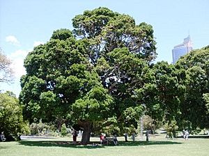 Archivo:Syzygium moorei Sydney