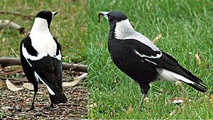Archivo:Tasmanian magpie pair
