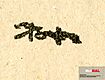 Théophile Alexandre Steinlen (1859-1923) - signature de l'illustrateur (illisible sur exemplaire ré-impression) (MédiHAL 1247924).jpg