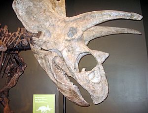 Archivo:Titanoceratops Samnoble