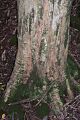Tristaniopsis collina Mount Royal