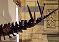 Tuojiangosaurus tail NHM