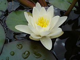 Archivo:Water Lily - geograph.org.uk - 483063