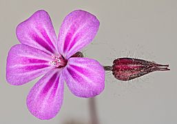 (MHNT) Geranium robertianum - blossom