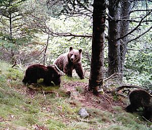 Archivo:Óssa amb dos cadells al Parc Natural de l'Alt Pirineu