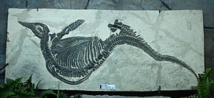Archivo:混鱼龙 Mixosaurus 1