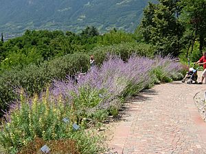 Archivo:2008 07 Botanical Garden Meran 71660R0414