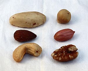 Archivo:20130126 Mixed nuts