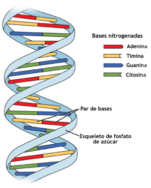 Archivo:229 Nucleotides-01-es