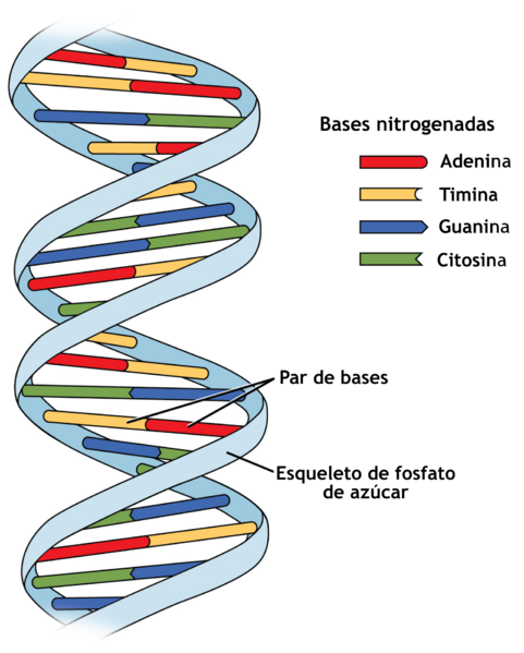 229 Nucleotides-01-es