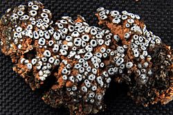 Acarospora thelococcoides 510102.jpg