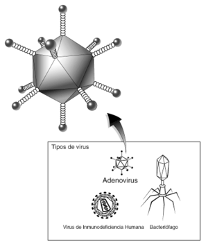 Archivo:Adenovirus