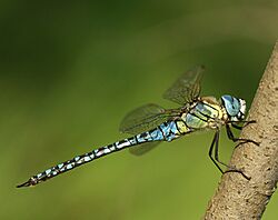 Aeshna-affinis-male-side-www.jpg