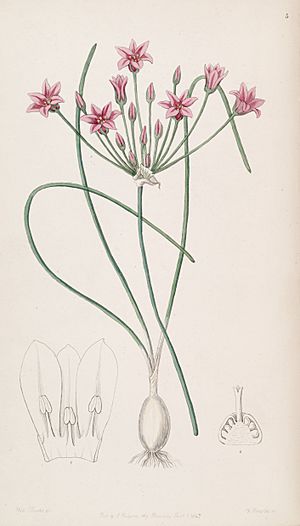 Archivo:Allium chinense (as Caloscordum exsertum) Edwards's Bot. Reg. 33. 5. 1847