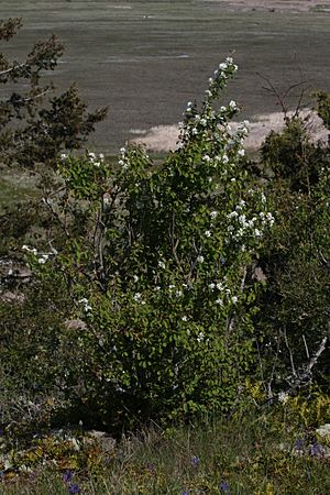 Archivo:Amelanchier alnifolia 6304