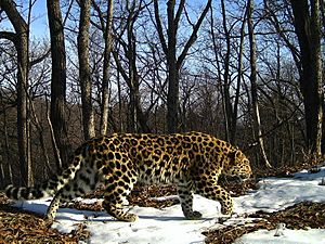 Archivo:Amur leopard. Frame from a camera trap